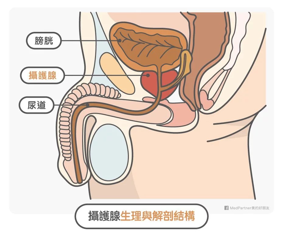 犀利士5mg：雙效守護男性健康，解決攝護腺肥大與陽痿困擾